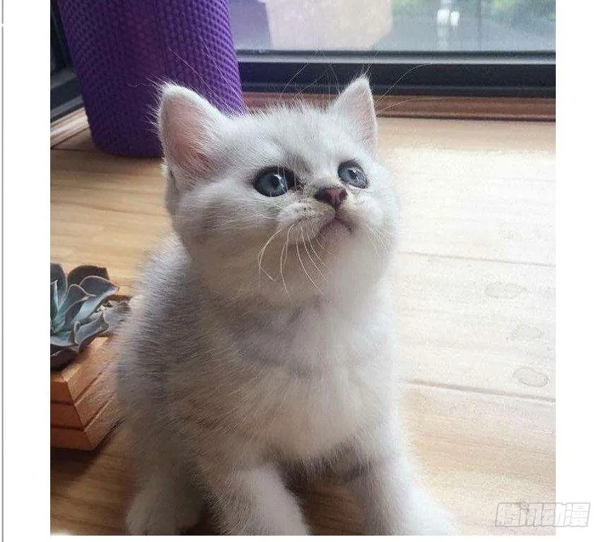 看家的猫 第36页