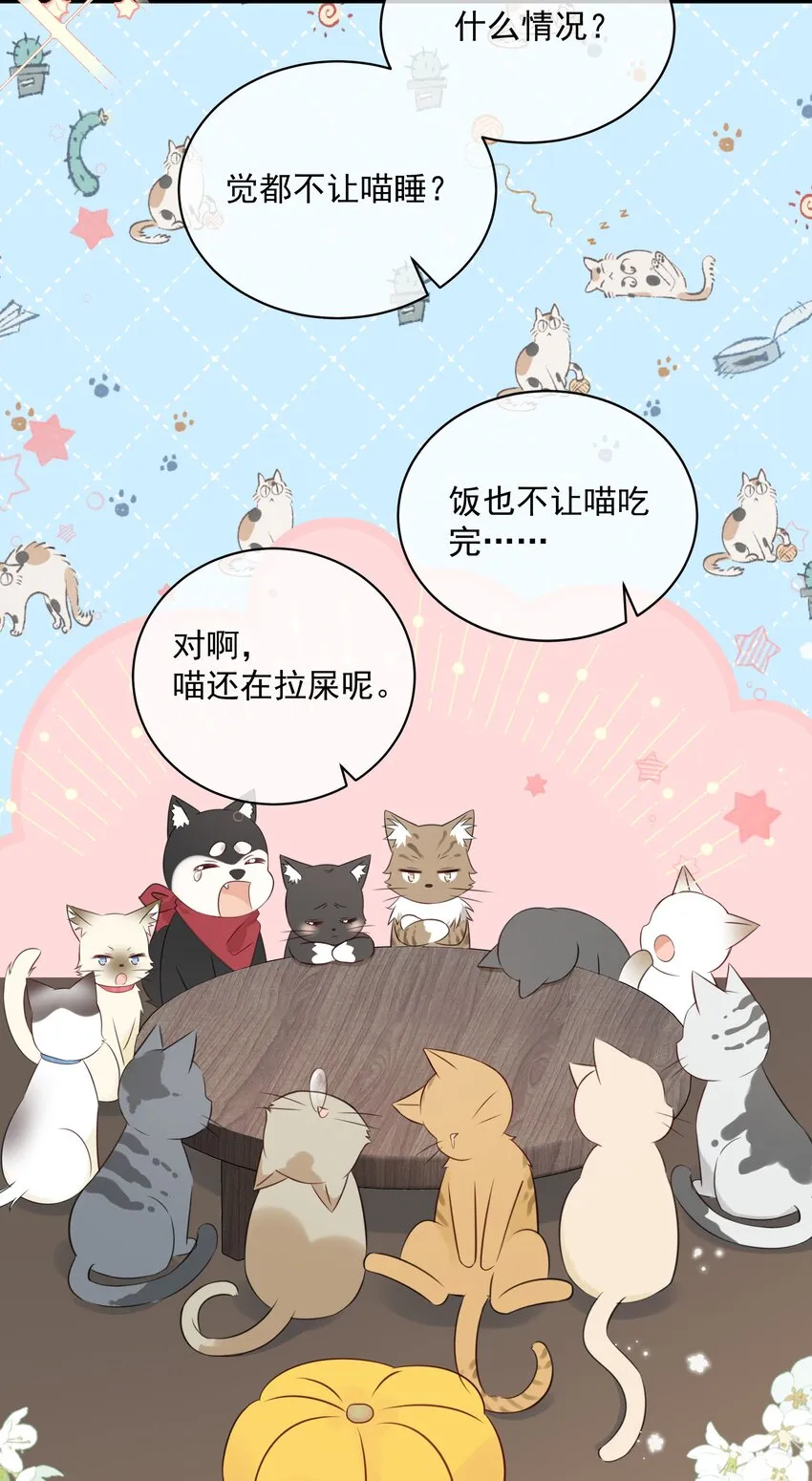 027 猫咪的圆桌会议 第4页