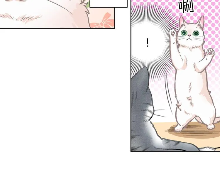 第13话 吸猫体质的大汉 第41页
