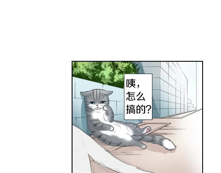 第13话 吸猫体质的大汉 第47页