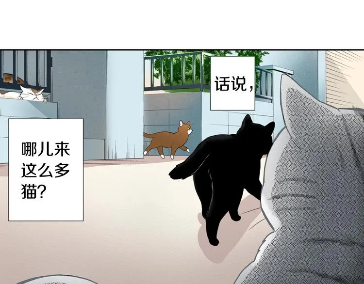 第13话 吸猫体质的大汉 第52页