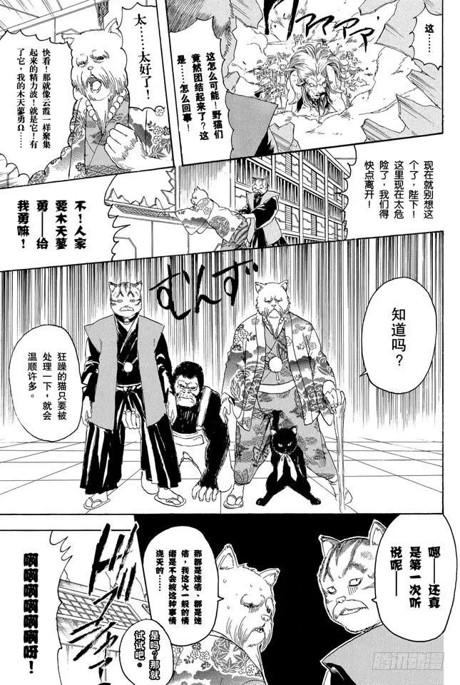 第279话 野猫哀歌 第13页
