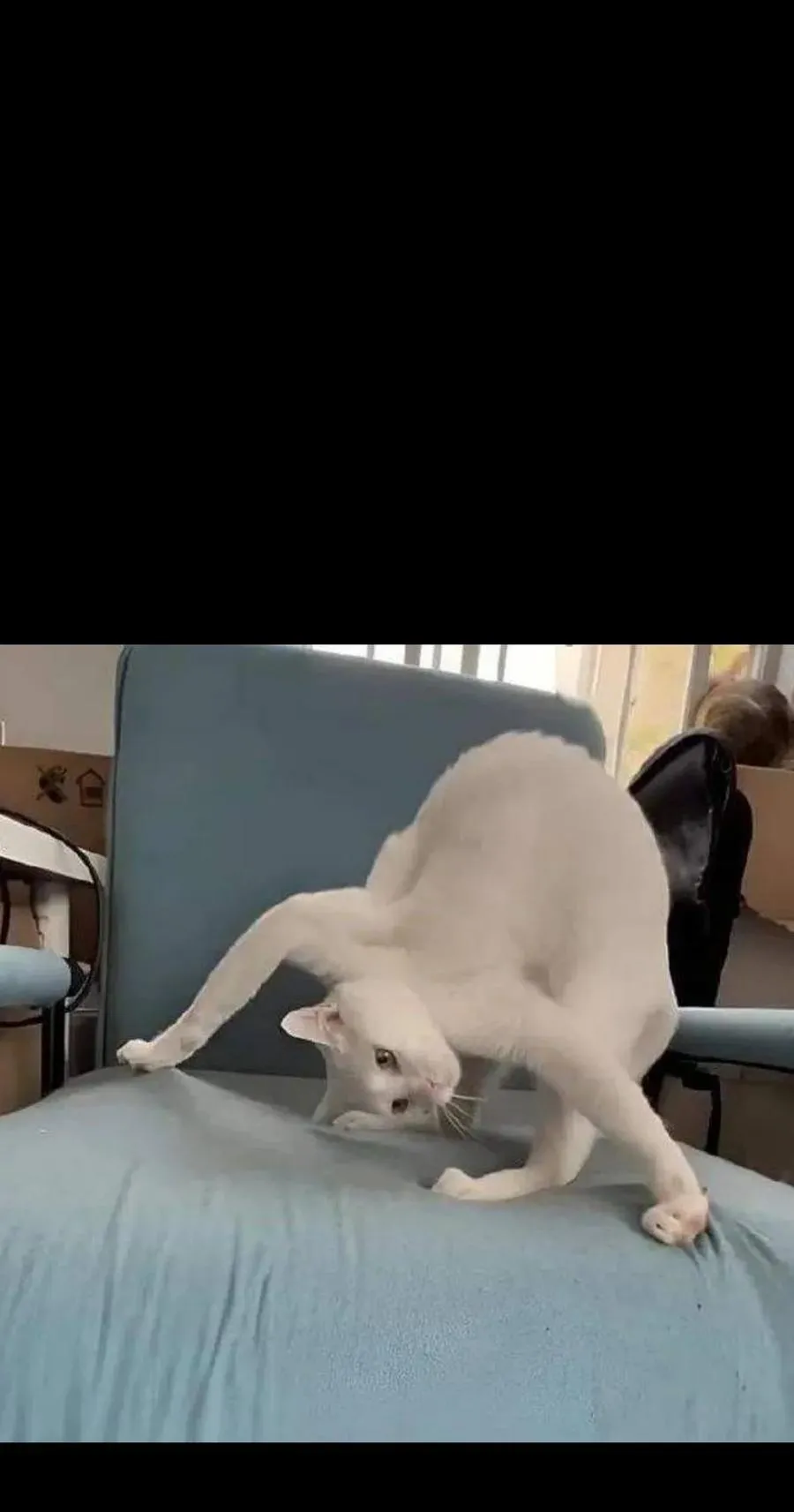 124 银色树叶 第77页