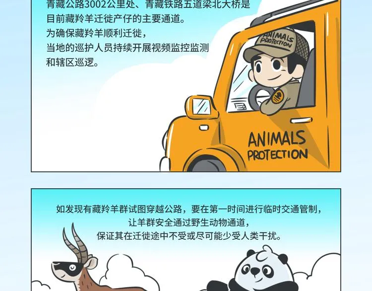 科普番外——藏羚羊的迁徙之旅 第3页