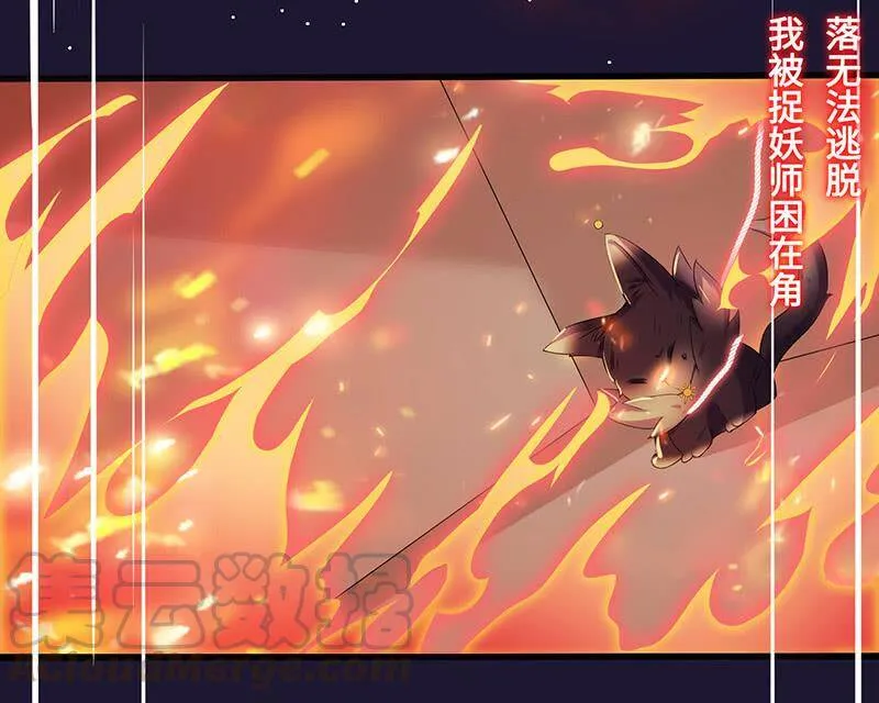 猫妖的报恩 第11页