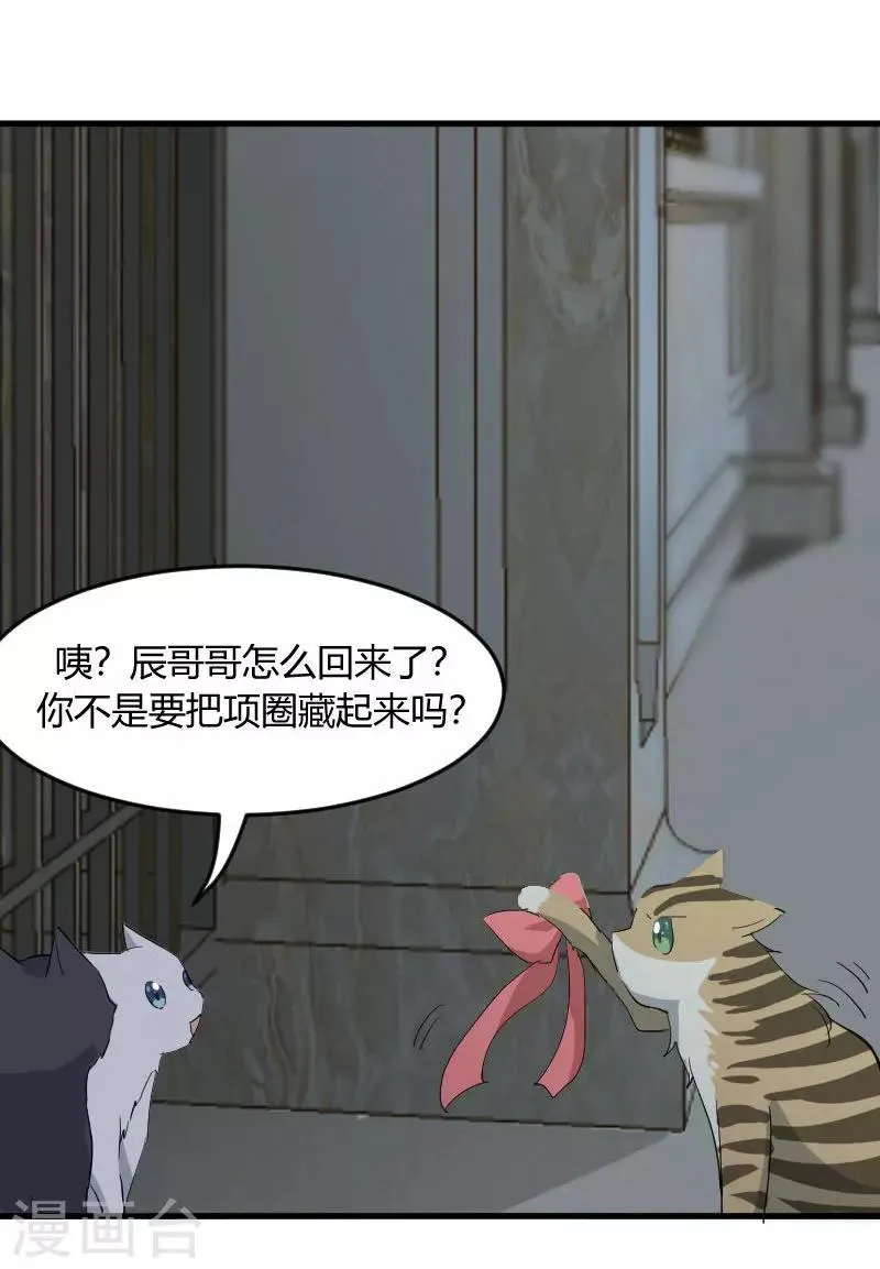 第17话 猫很活泼很健康 第19页