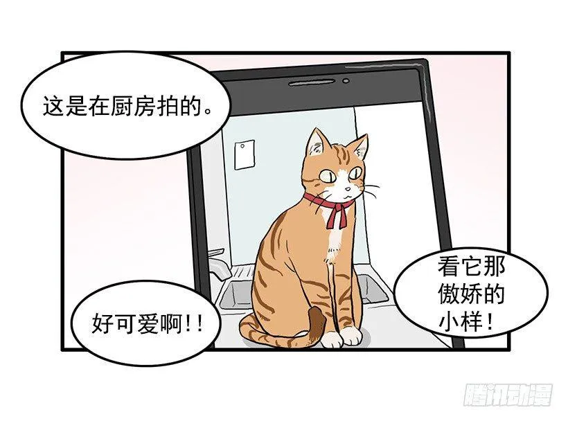 猫咪 第10页