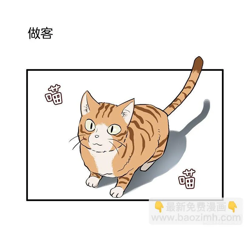 猫咪 第20页