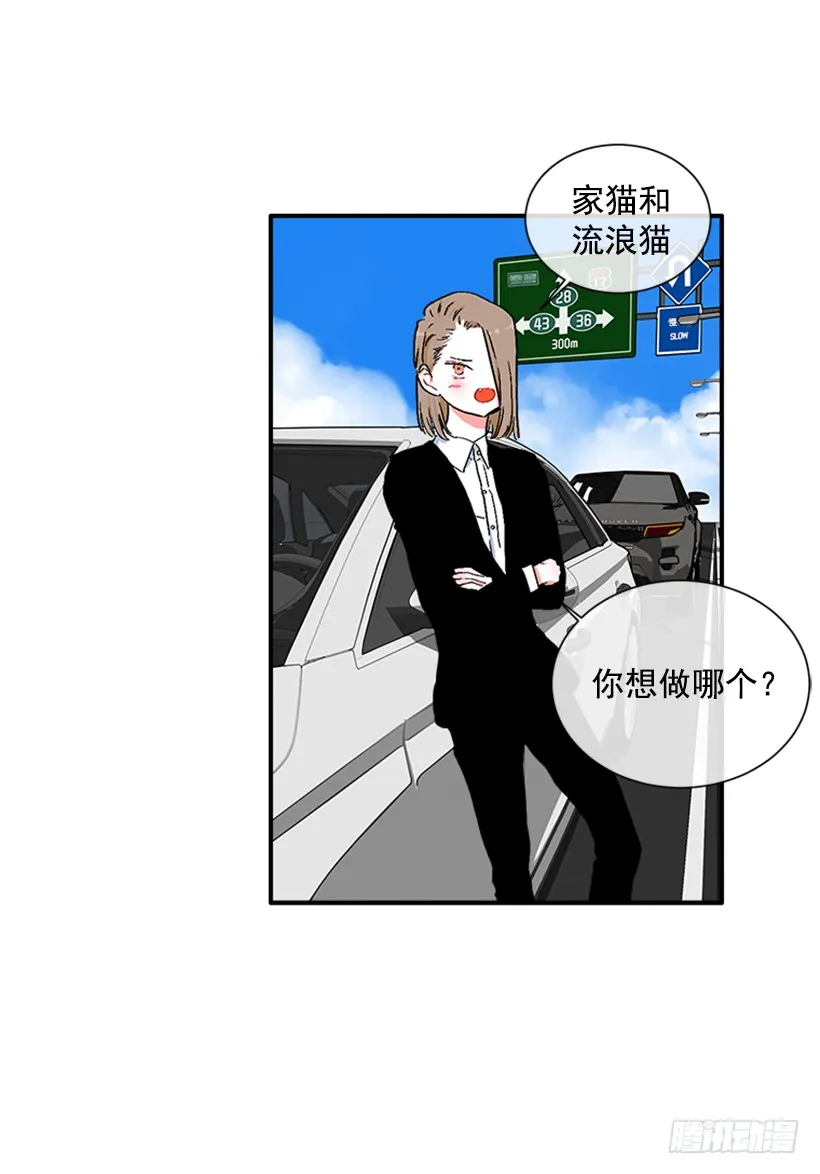 130.家猫和流浪猫 第33页