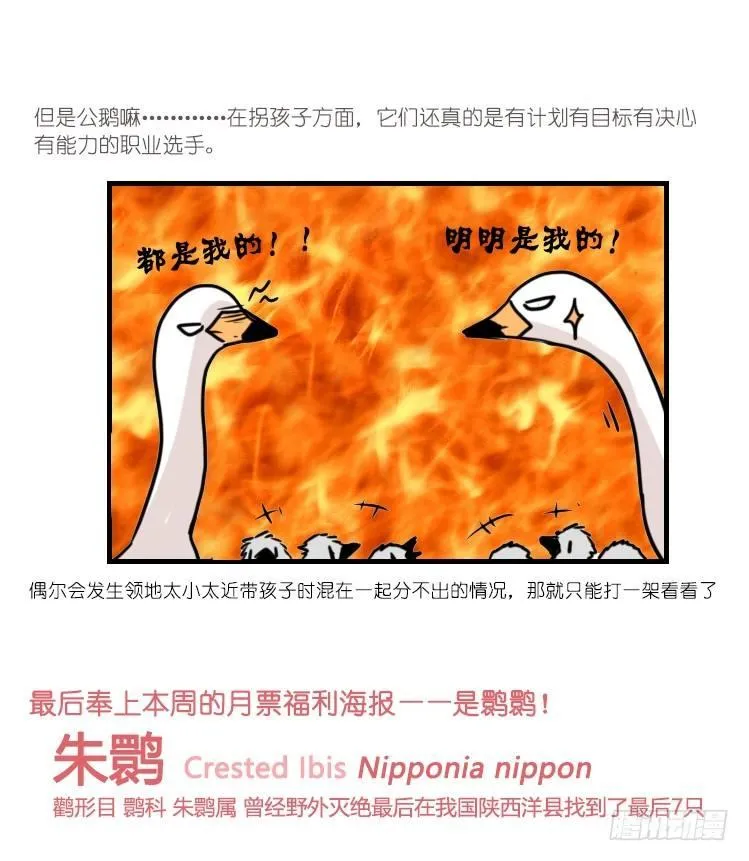 动协在行动21：毛绒绒战争 第41页