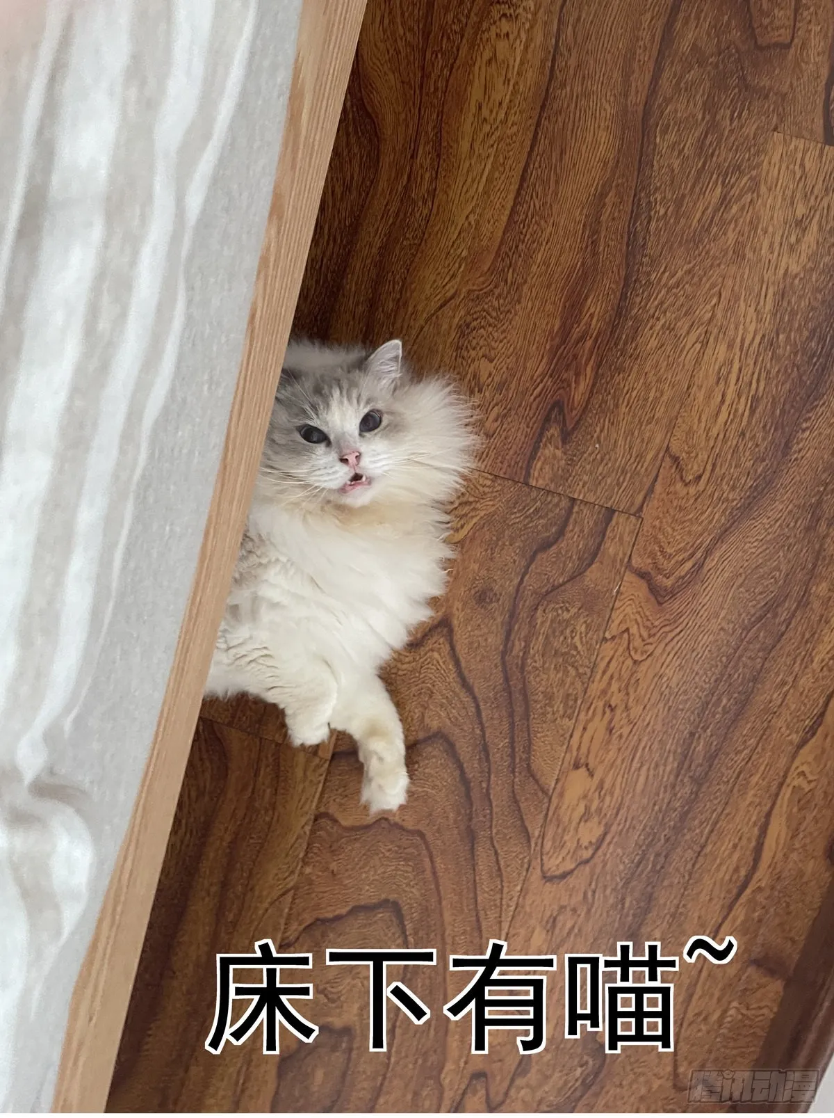 068脊柱与脑机屏障 第16页
