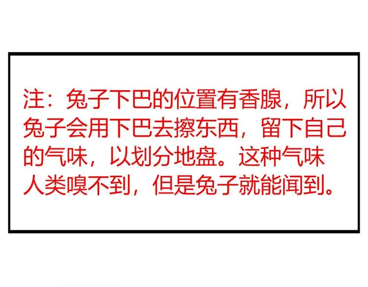 特别篇 关于兔子的那些事02 第6页