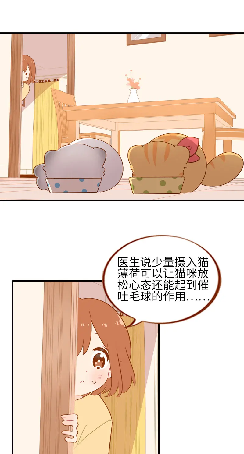 第46话 来一口猫薄荷 第2页
