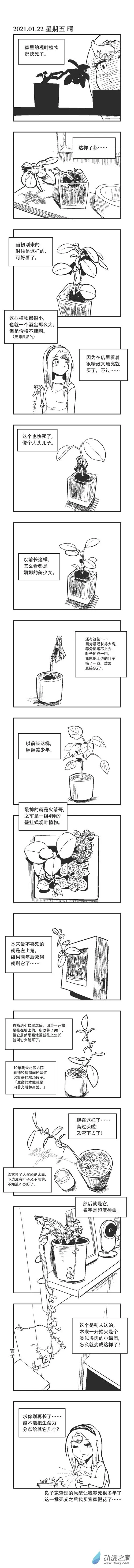 0017 观叶植物 第1页