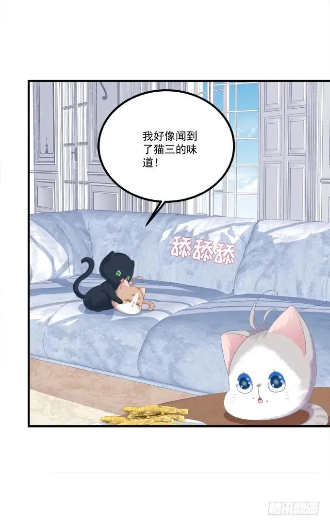猫崽的爸爸到底是谁！ 第7页