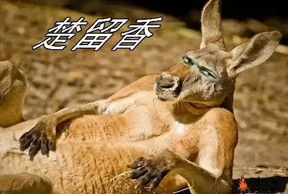铁头娃升级版 第16页