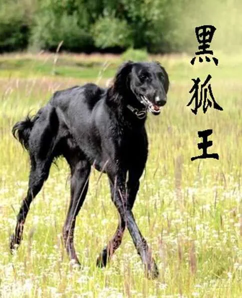 摩的大飚客 第11页