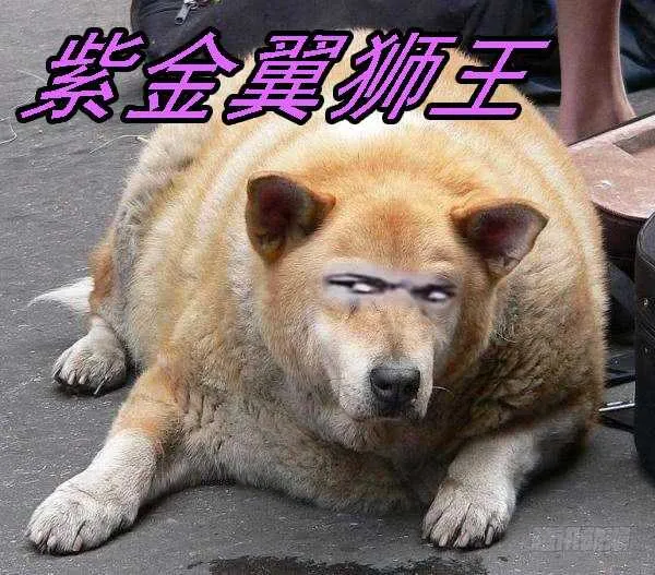 不该出手不出手 第16页