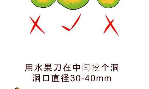 98 橙子妙用 第5页