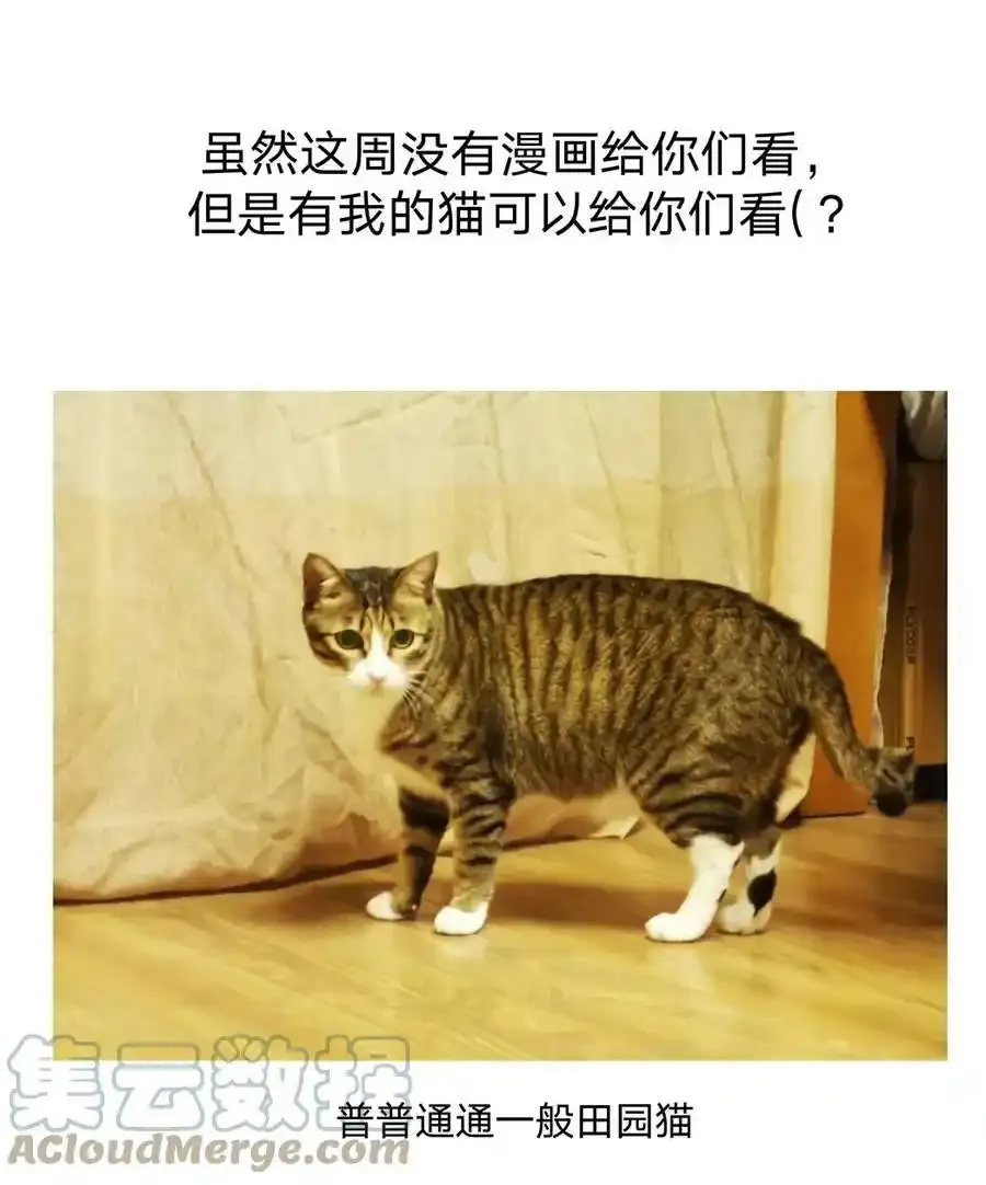 猫猫 请假条 第3页