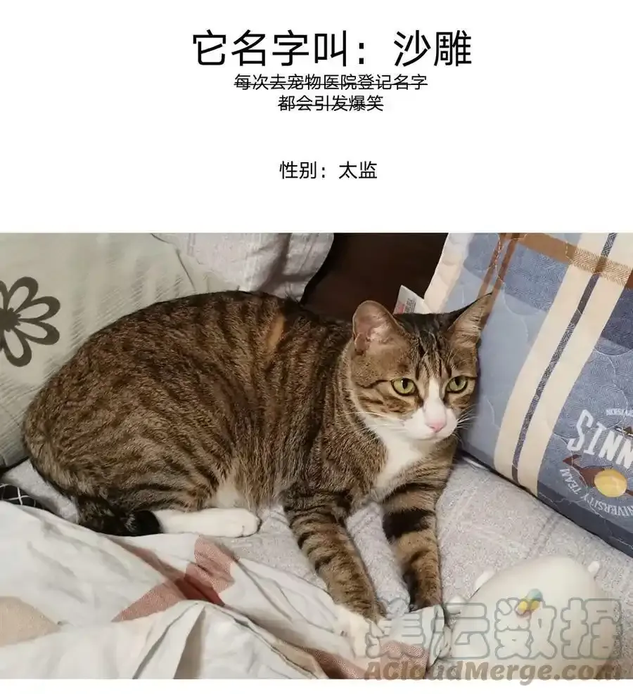猫猫 请假条 第4页