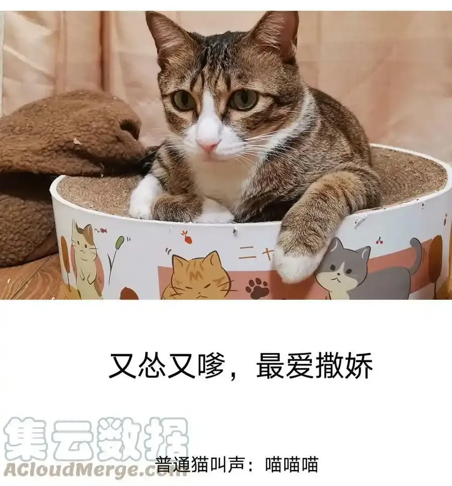 猫猫 请假条 第5页