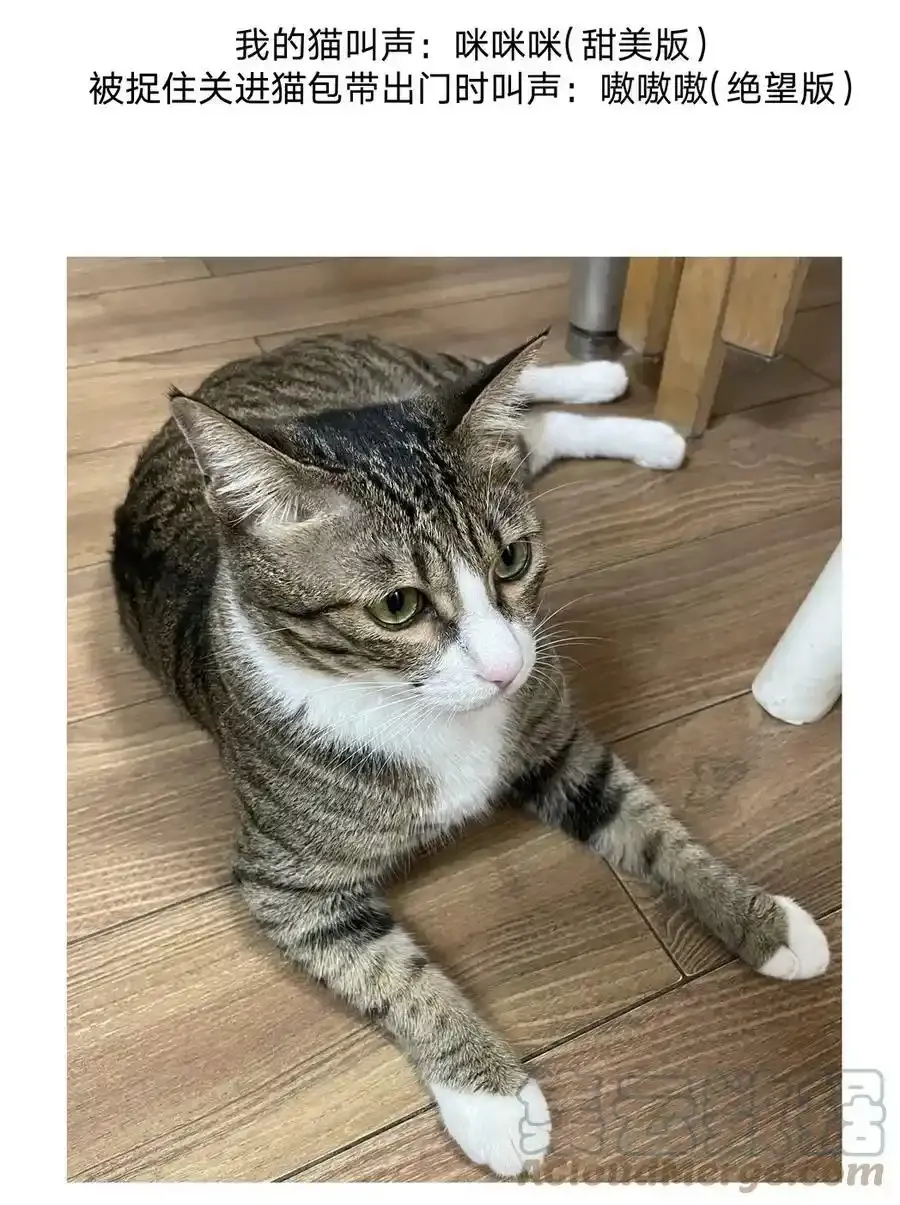猫猫 请假条 第6页