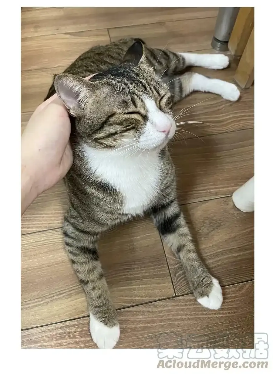 猫猫 请假条 第7页