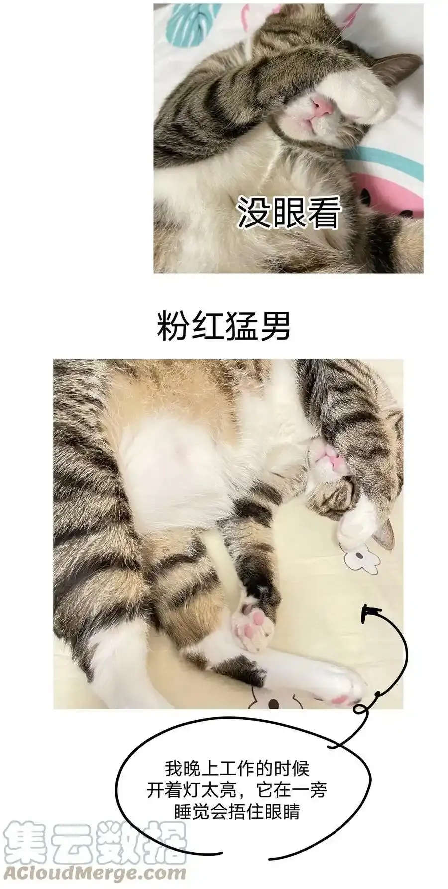 猫猫 请假条 第10页