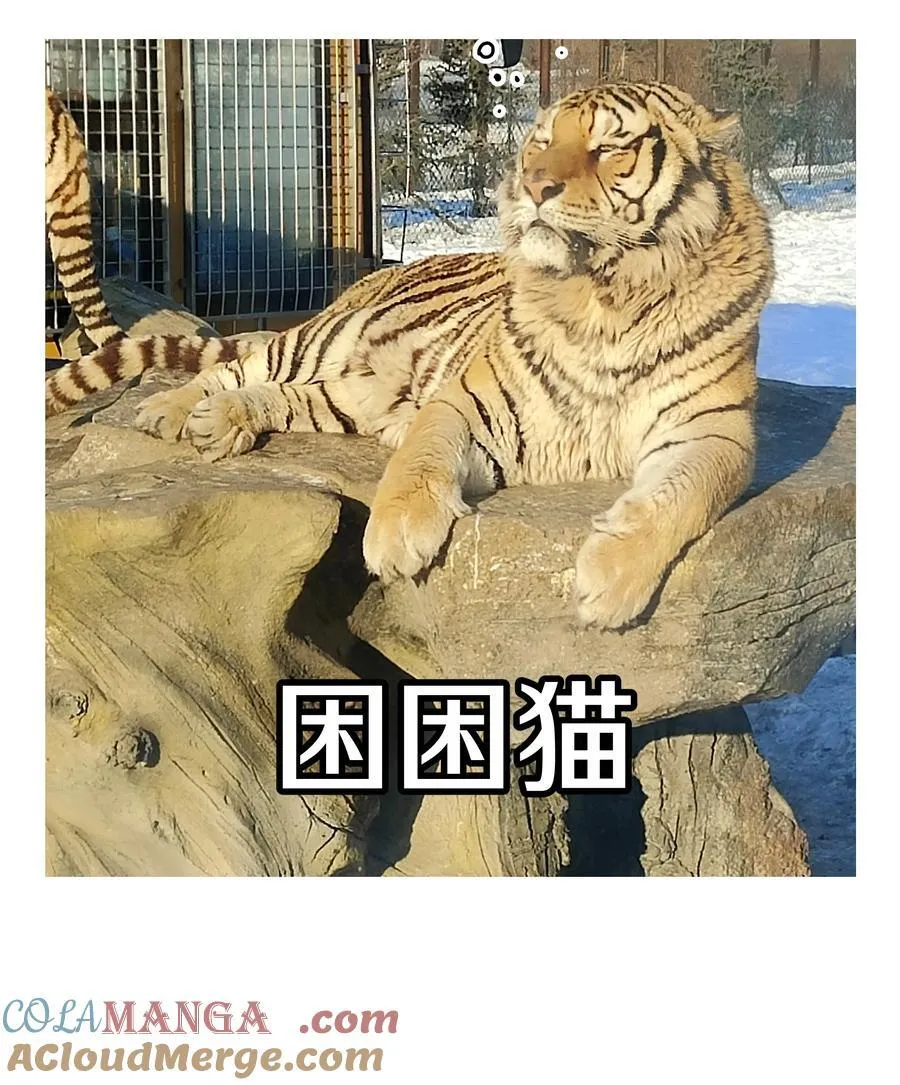 调更 一女子 竟为了去看猫…… 第3页