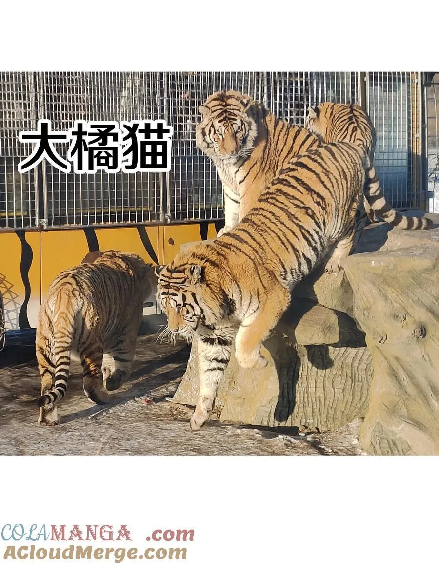 调更 一女子 竟为了去看猫…… 第4页