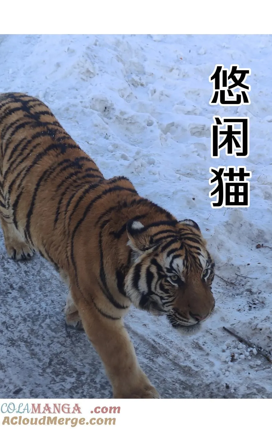 调更 一女子 竟为了去看猫…… 第5页