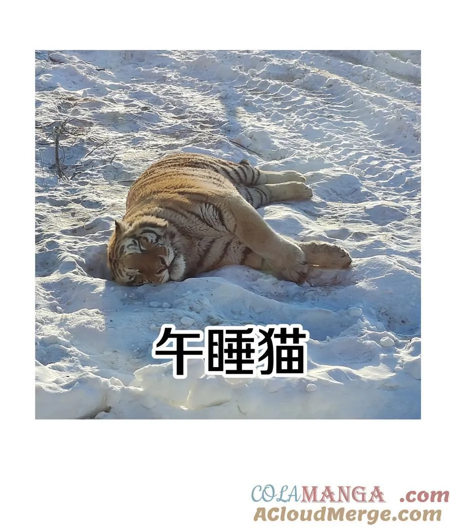 调更 一女子 竟为了去看猫…… 第6页