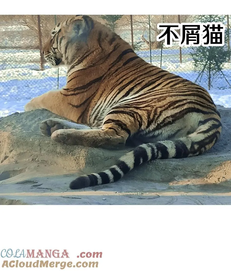 调更 一女子 竟为了去看猫…… 第7页