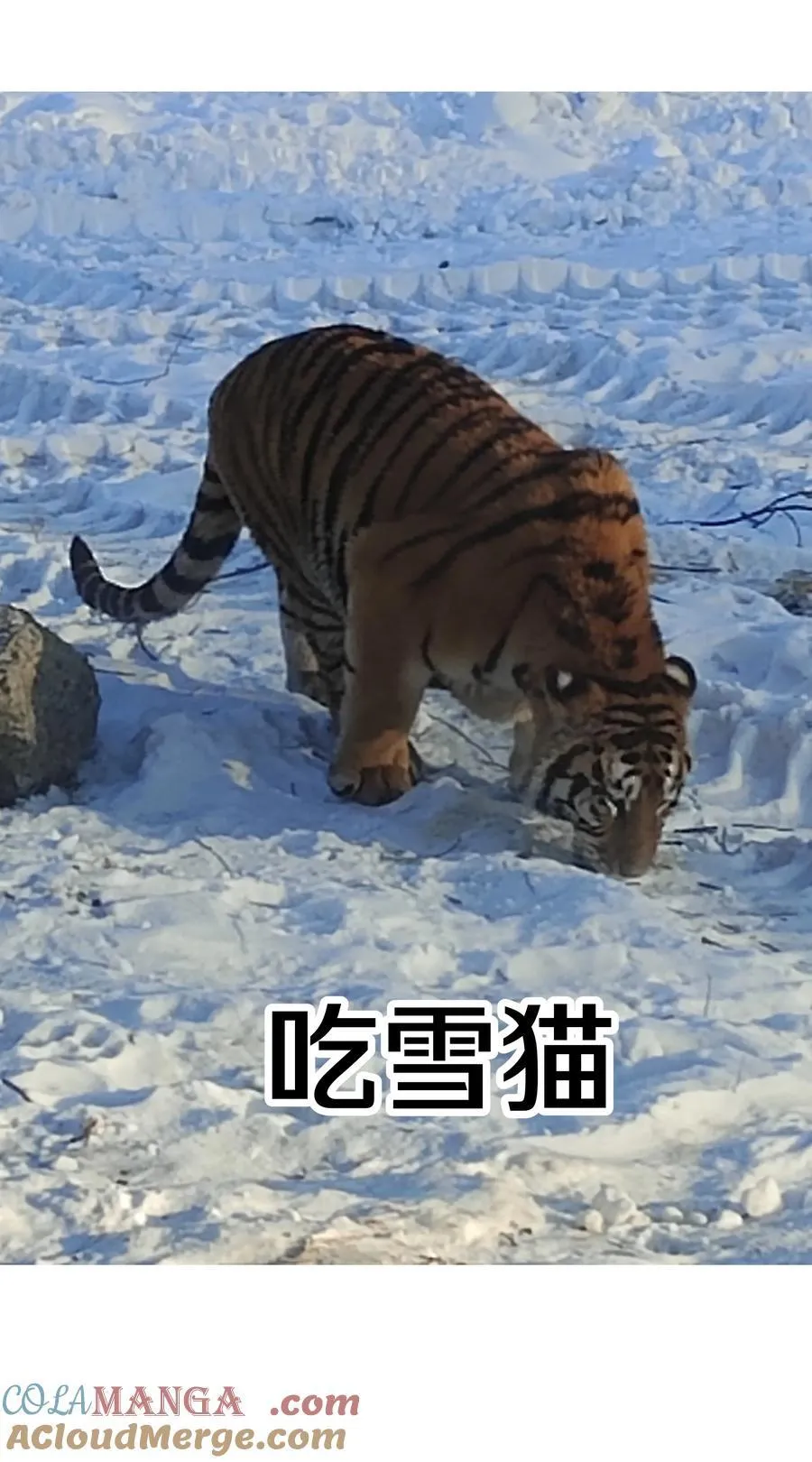 调更 一女子 竟为了去看猫…… 第8页
