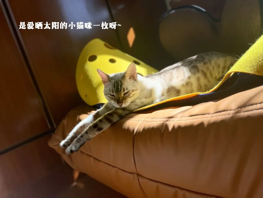 024 觉晓哥很讨女生喜欢吗 第34页
