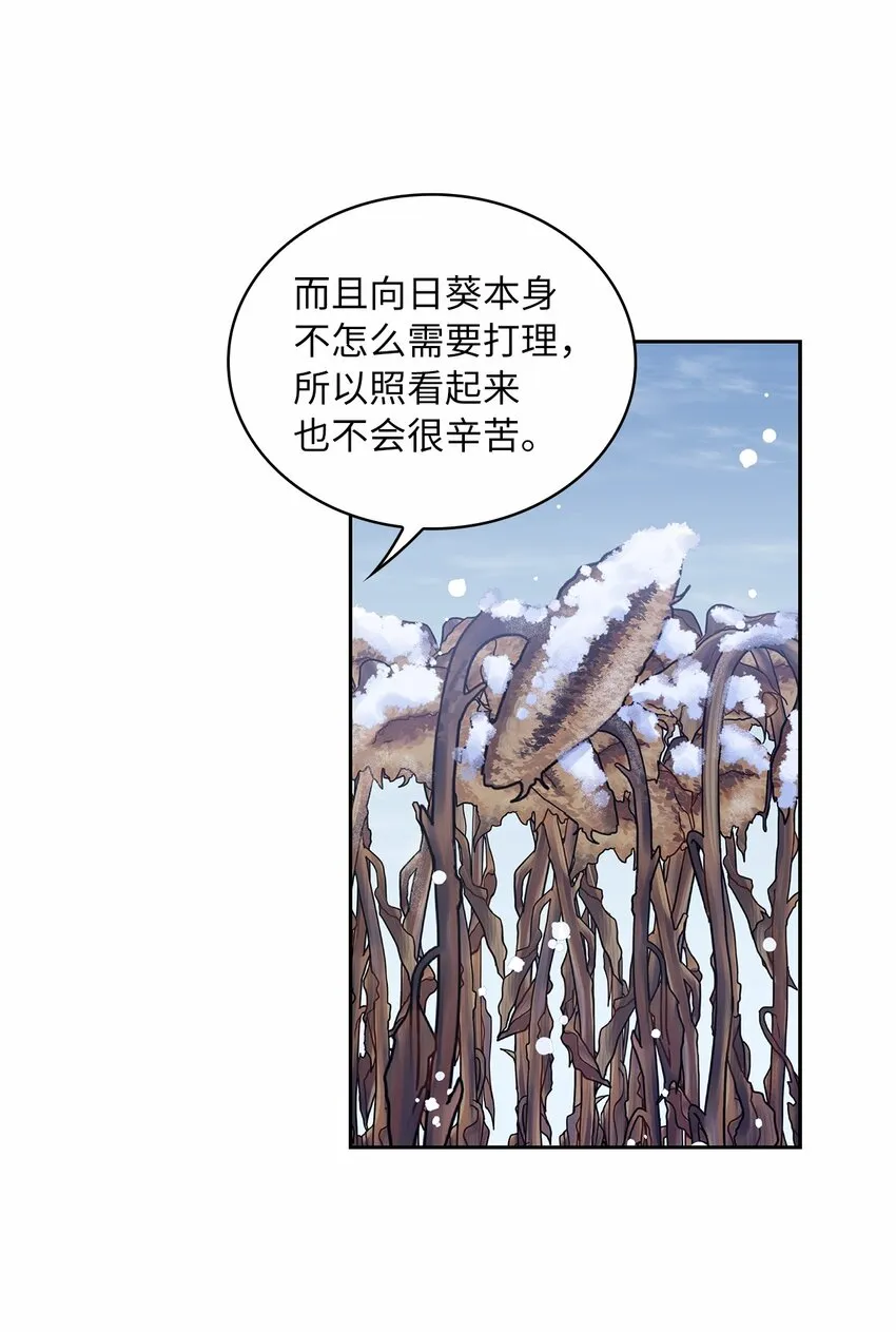 42 金灿灿的向日葵 第42页