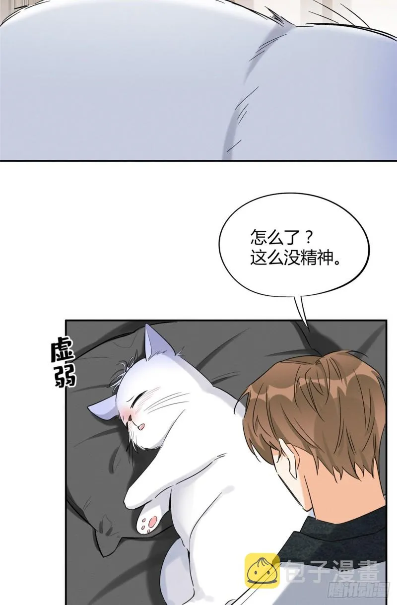 第35话 猫猫病啦 第8页