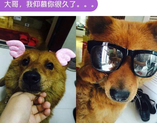 第19期 上墙 | 我家宠物被我玩坏了！ 第9页