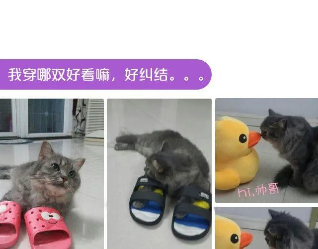 第19期 上墙 | 我家宠物被我玩坏了！ 第11页