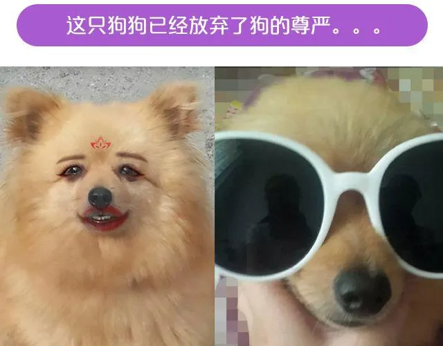 第19期 上墙 | 我家宠物被我玩坏了！ 第15页
