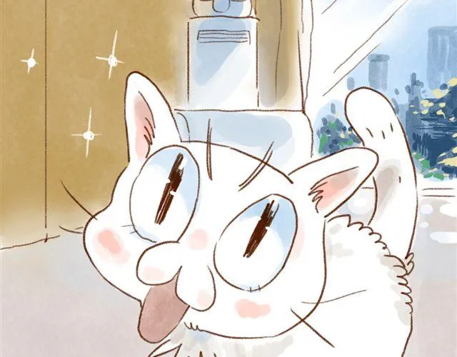 同样都是猫，为什么差别这么大 第2页