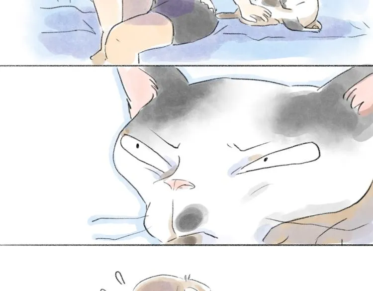 取得猫咪信任的方法 第16页