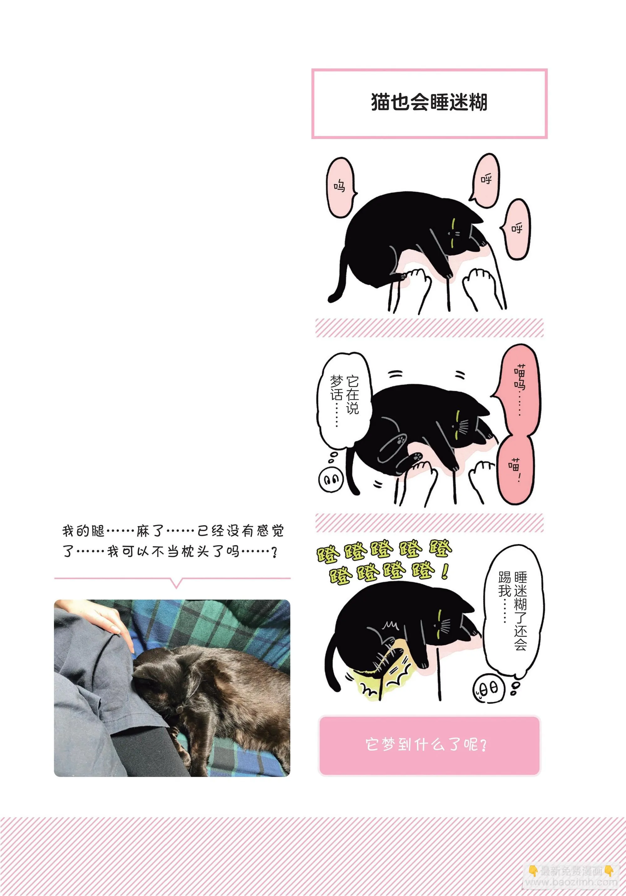 第6章 猫咪的温柔可以治愈人心 第7页
