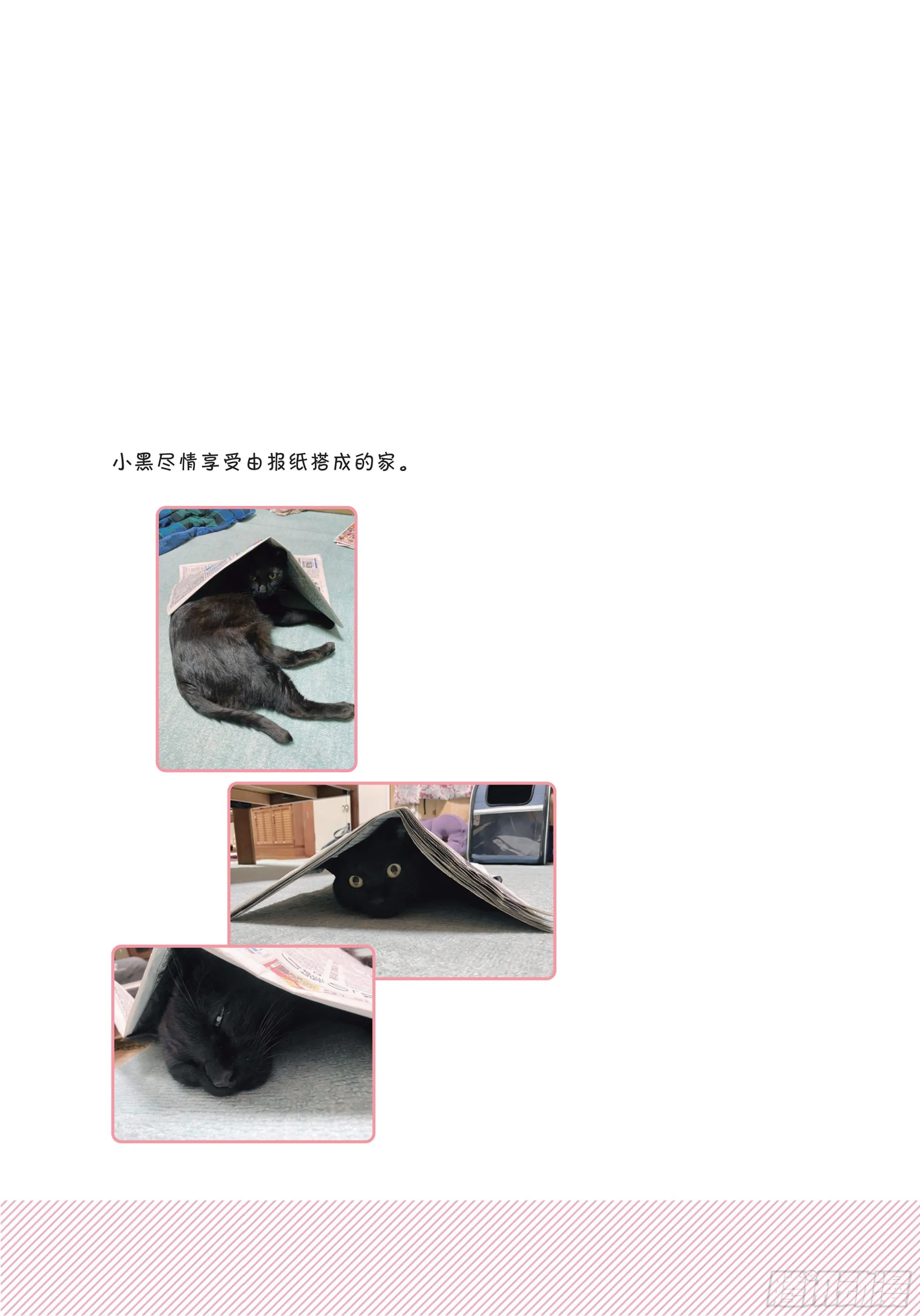 第6章 猫咪的温柔可以治愈人心 第11页