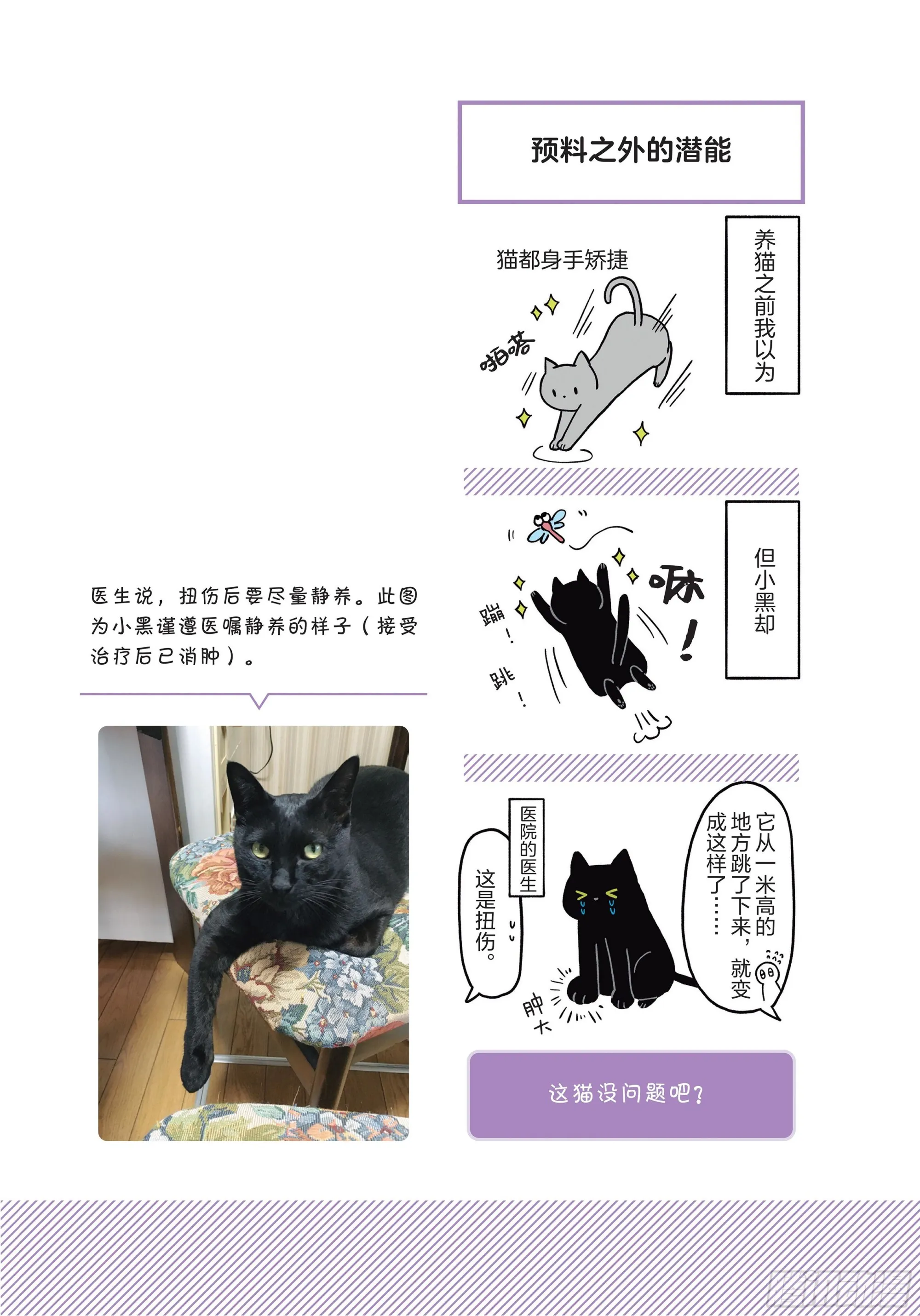 第1章 第一次与猫一起生活 第14页