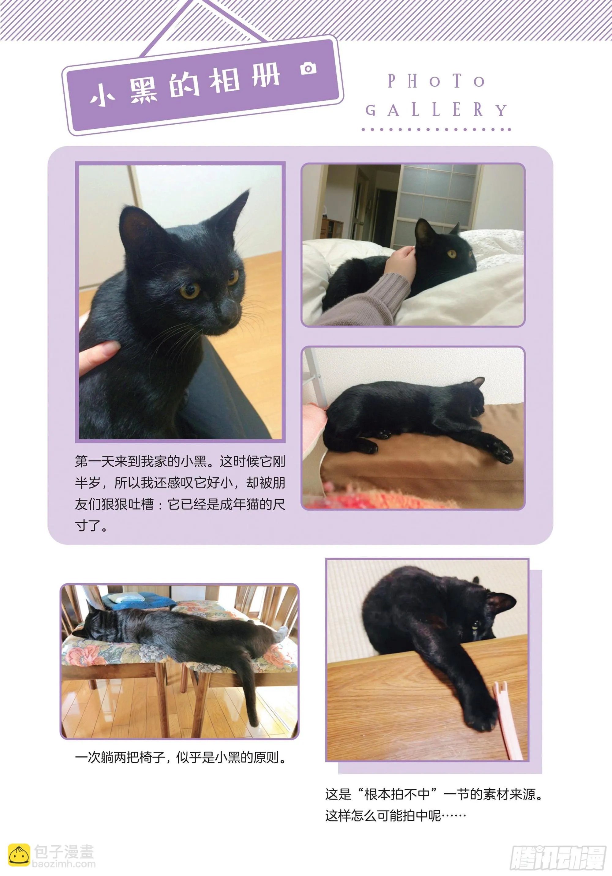 第1章 第一次与猫一起生活 第30页
