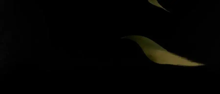 99.逆流 第110页
