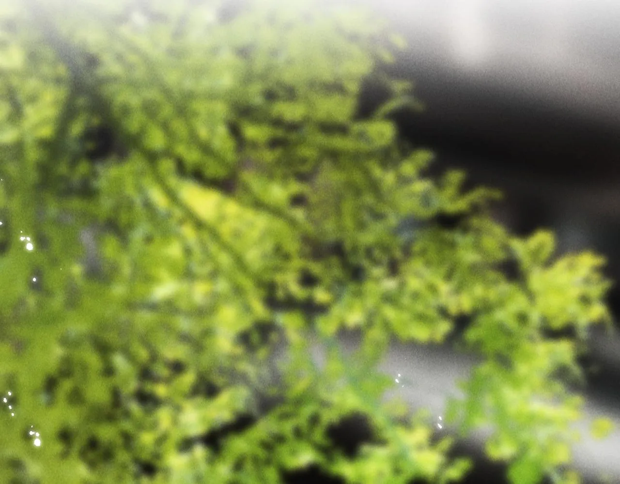第七十八章 如胶投漆 第12页