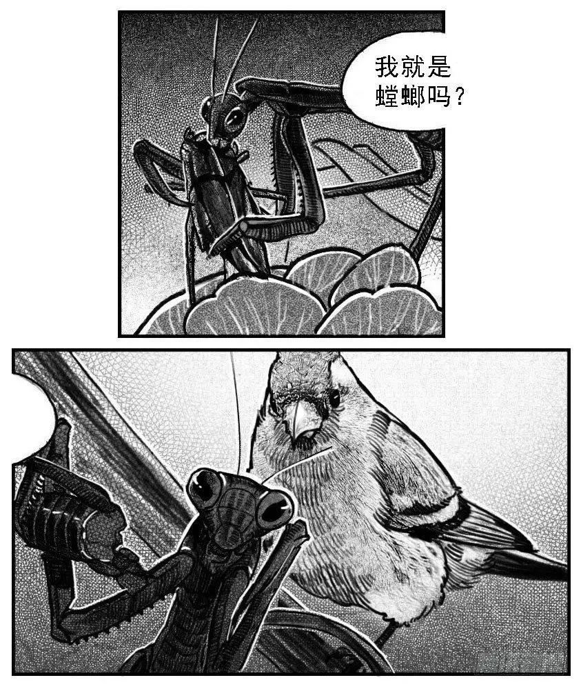 52螳螂尖刺 第2页